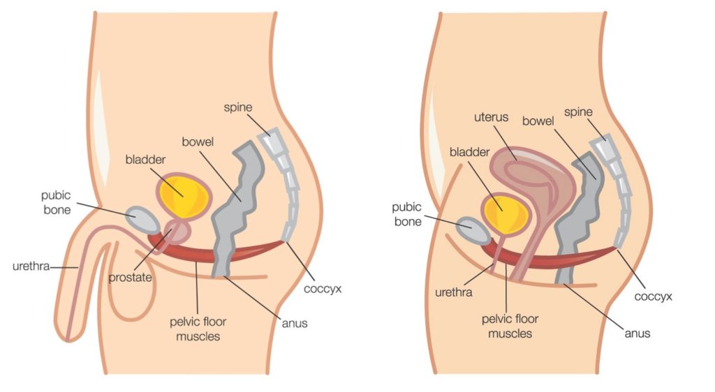 Pelvic Floor Muscles Liberty Pelvic Health